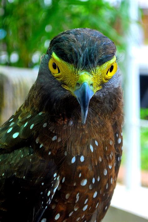 Birds Beak: Yellow Eyed Lawin