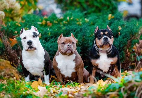 American Bully XL: Origin, temperament, training, health tips