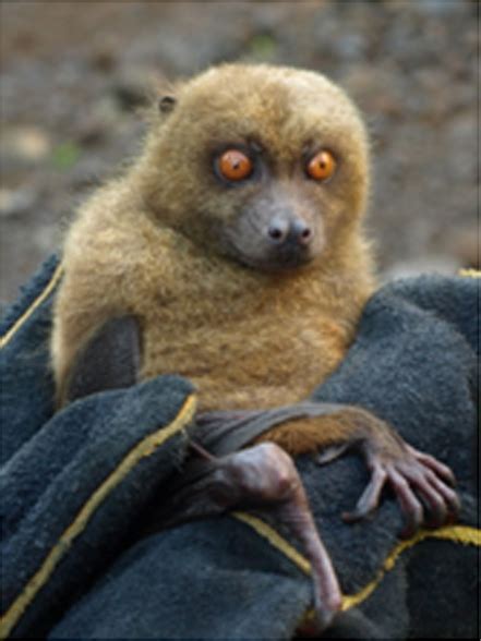 Species New to Science: [Mammalogy • 2005] Mirimiri acrodonta | Fijian ...