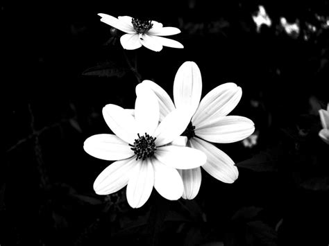 Black and white flowers wallpapers HD | PixelsTalk.Net