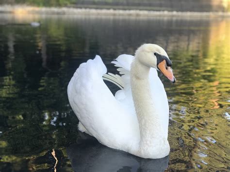 Swan Lake Water - Free photo on Pixabay