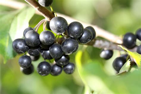 Common buckthorn berries 1 by greyrowan on DeviantArt