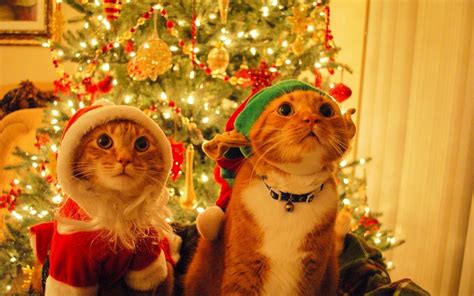 Christmas Wallpaper with Cats (55+ images)