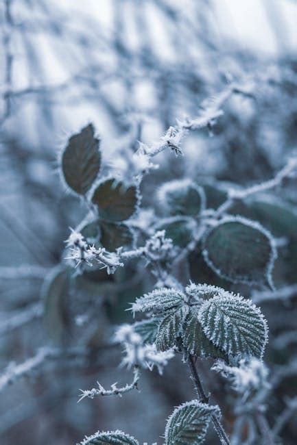 Aerial Photography of Snow Covered Trees · Free Stock Photo