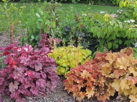 A complete growing guide to Heuchera – Cade Street Nursery