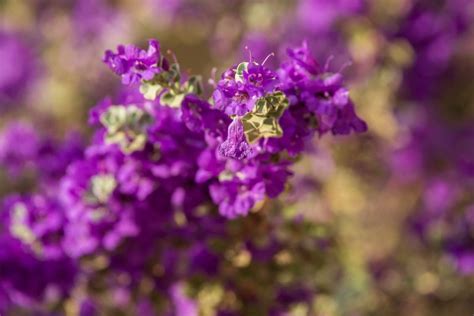 Texas Sage Shrub: Almost No Effort Plant For Any Yard