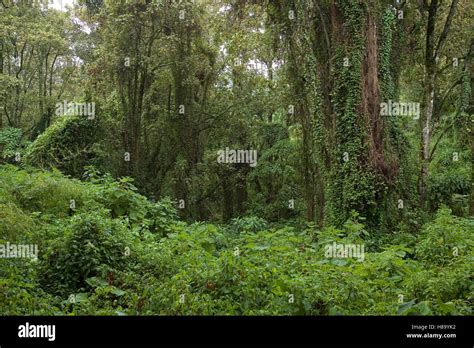 Mountain Gorilla (Gorilla gorilla beringei) habitat, rainforest on ...