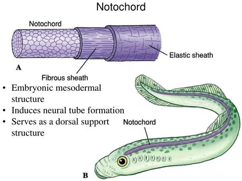 PPT - Phylum Chordata PowerPoint Presentation, free download - ID:481618