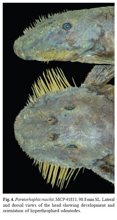 SciELO - Brasil - A new species of the Neoplecostomine catfish ...