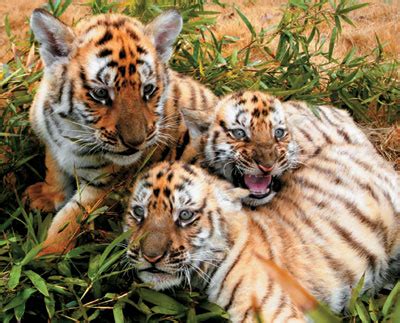 South China Tiger Photos - Tigers