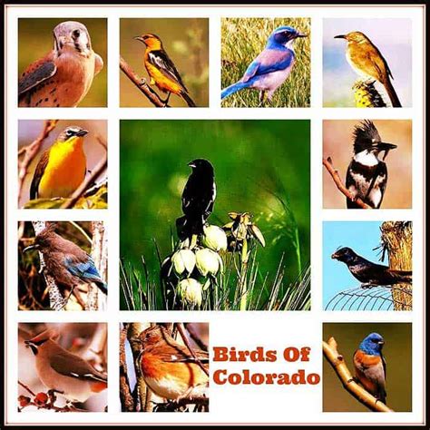 Colorado State Bird Name