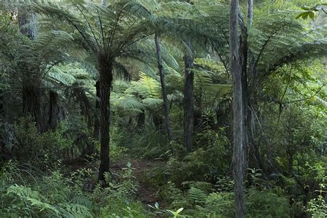 HD wallpaper: forest, new zealand, native bush, tree ferns, green ...