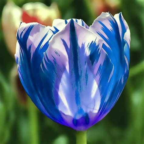 Feeling a Little Blue! | A most unusual tulip appeared in my… | Flickr