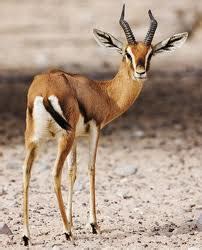 Arabian Gazelle