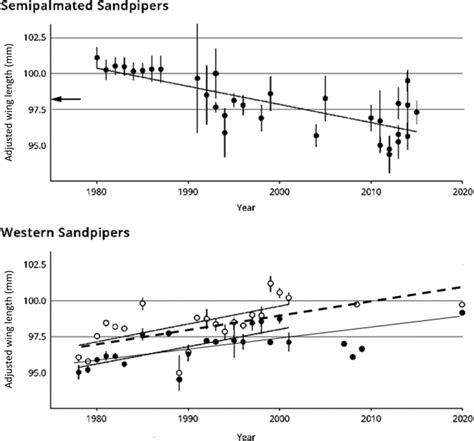 Wing length (mm; flattened wing chord) change in long‐distance migrant ...