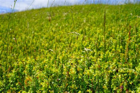 Free Images : plant, lawn, leaf, flower, green, crop, leaves, vegetation, grass family ...