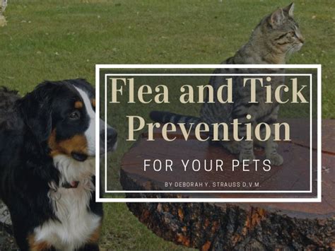 Flea and Tick Prevention for Your Pets