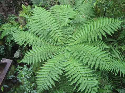 Punga | Punga "fern tree" off the Milford Road, Fiordland. | Joe ...