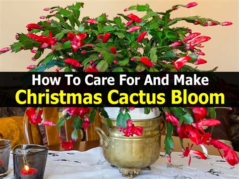 How To Care For And Make Christmas Cactus Bloom