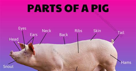 Pig Anatomy: External Parts of a Pig - Visual Dictionary