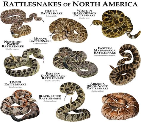 Rattlesnakes of North America | Poisonous snakes, Northern pacific ...