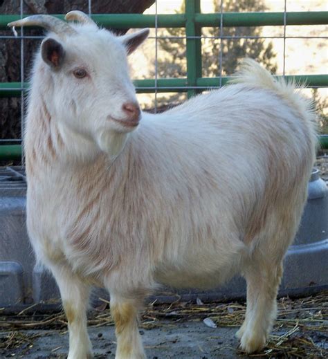 Nigerian Dwarf Goat Doe with horns. www.TheBigWRanch.com | Flickr ...