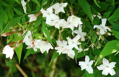 Animals Plants Rainforest: Jasmine plant, tea, benefits, and other