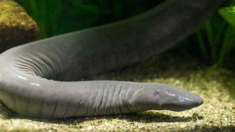 Creature Closeup: Aquatic Caecilian | California Academy of Sciences