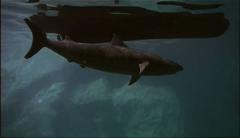 Mike's Movie Cave: The Last Shark (1981) – Review