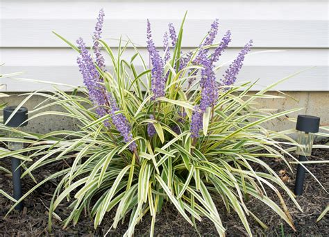 Variegated Liriope | Greenwood Nursery