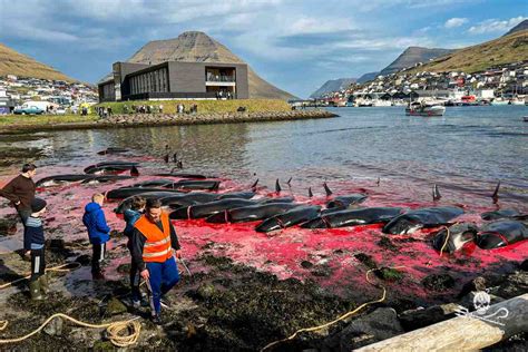 The ongoing debate over whale hunting in the Faroe Islands - greenMe