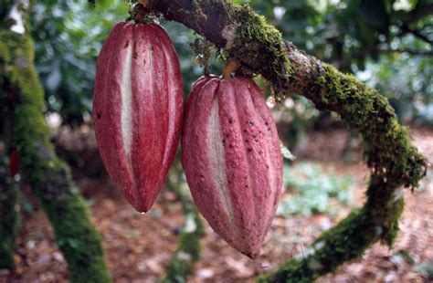 Cocoa (or Cacao) - Theobroma cacao | Fruit Crops