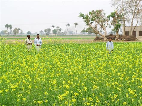 Bahawalnagar - Alchetron, The Free Social Encyclopedia