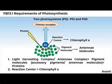 1 Which of the Following Is Are Light Harvesting Molecules