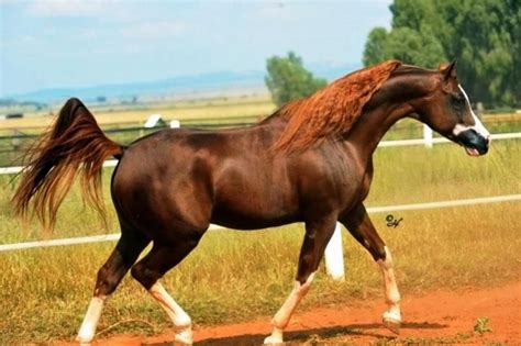 Liver Chestnut Horse With White Brindling