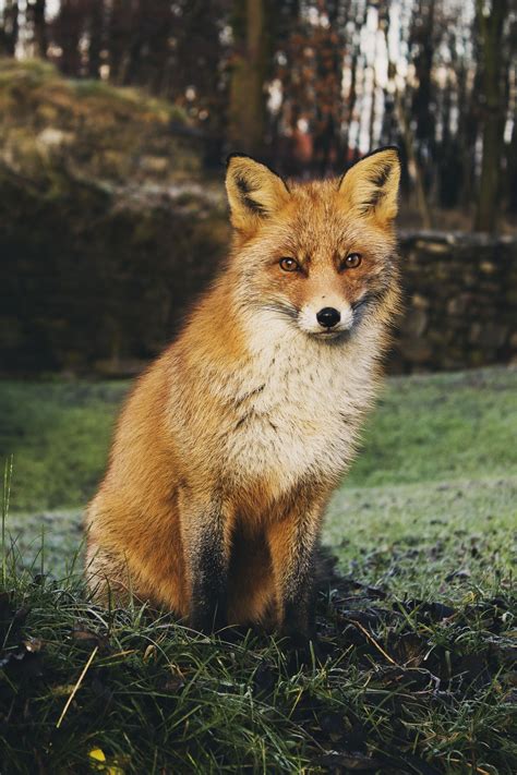 Free Images : wildlife, fauna, red fox, wild animal, vertebrate, animal photography, dog like ...