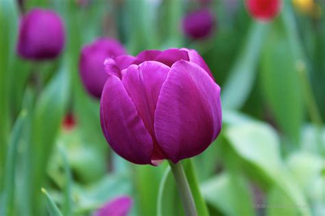 Royal Botanical Garden purple tulip - A Nerd At Large