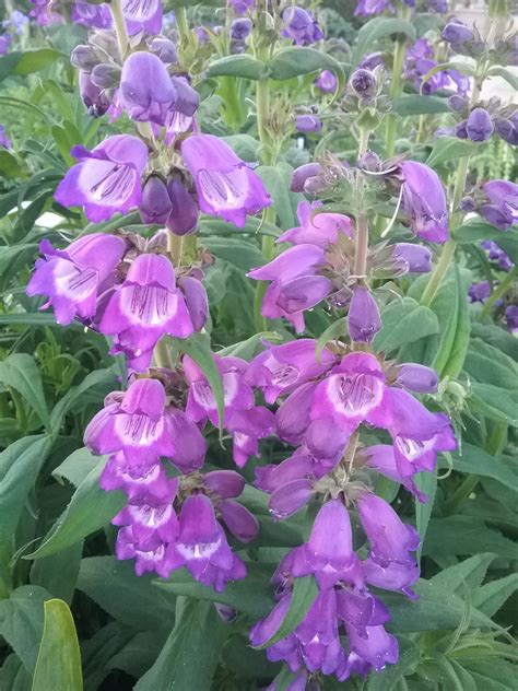 Penstemon Sour Grapes in 50mm Forestry Tube – Trigg Plants