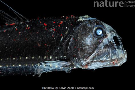 Nature Picture Library - Deep Sea Viperfish {Chauliodus sloani} with chromatophores and ...