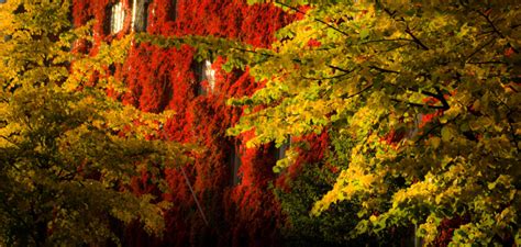 Ruska relief: 35 stunning photos of Finland's autumn colors