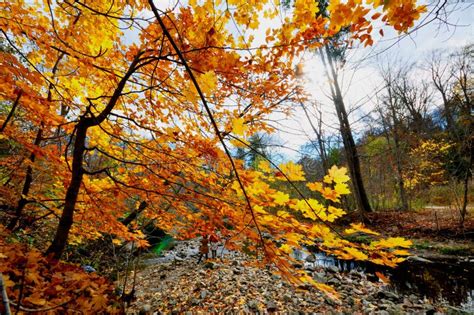 Fall colours stock photo. Image of river, trail, light - 46257532