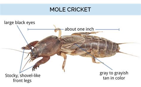 Mole Cricket Life Cycle