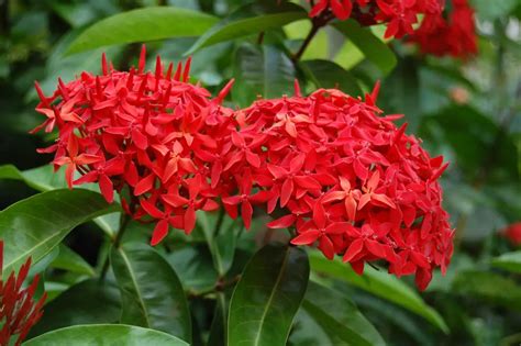 Ixora (Jungle Flame; Flame of the Woods) – A to Z Flowers