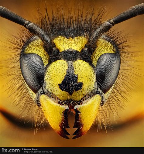 The Very Best Of Macro Photography Pt.4 [15 Pics] | I Like To Waste My Time