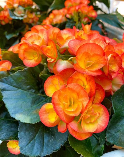 Begonias for Indoors or Outdoors | Horticulture and Home Pest News