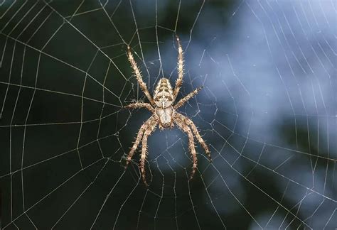 20 Interesting Facts & Information about Spiders for Kids