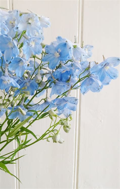 Pale blue delphiniums | Delphinium flowers, Blue delphinium, Light blue ...