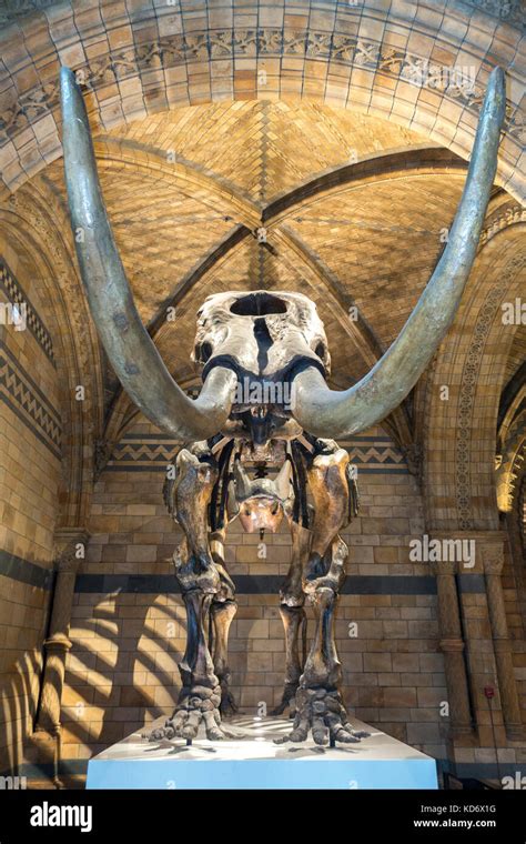 Mastodon skeleton hi-res stock photography and images - Alamy