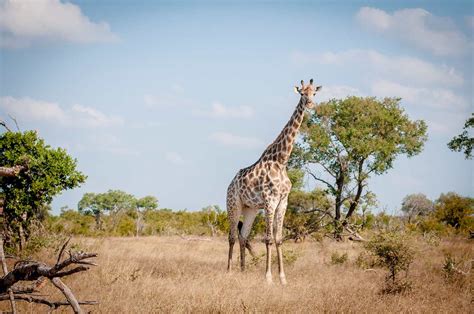 Pictures of Kruger National Park, South Africa. Images of Kruger National Park