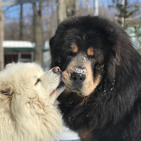 16 Cute Pictures Showing the True Temperament of Tibetan Mastiffs | PetPress